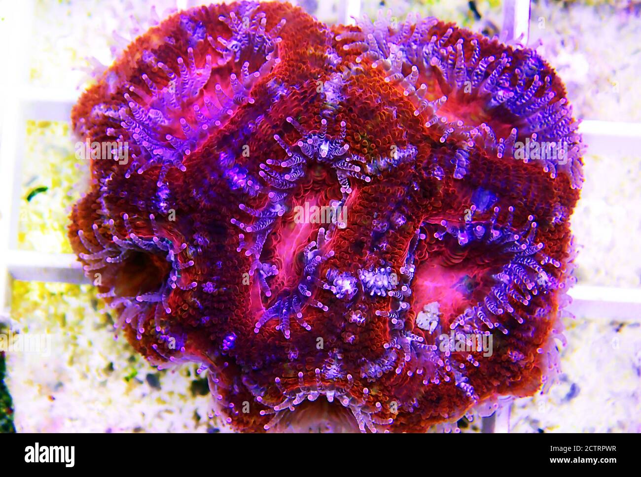 Acanthastrea Micromussa lordhowensis LPS coral in close up photography Stock Photo