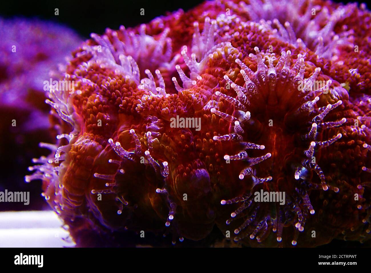 Acanthastrea Micromussa lordhowensis LPS coral in close up photography Stock Photo