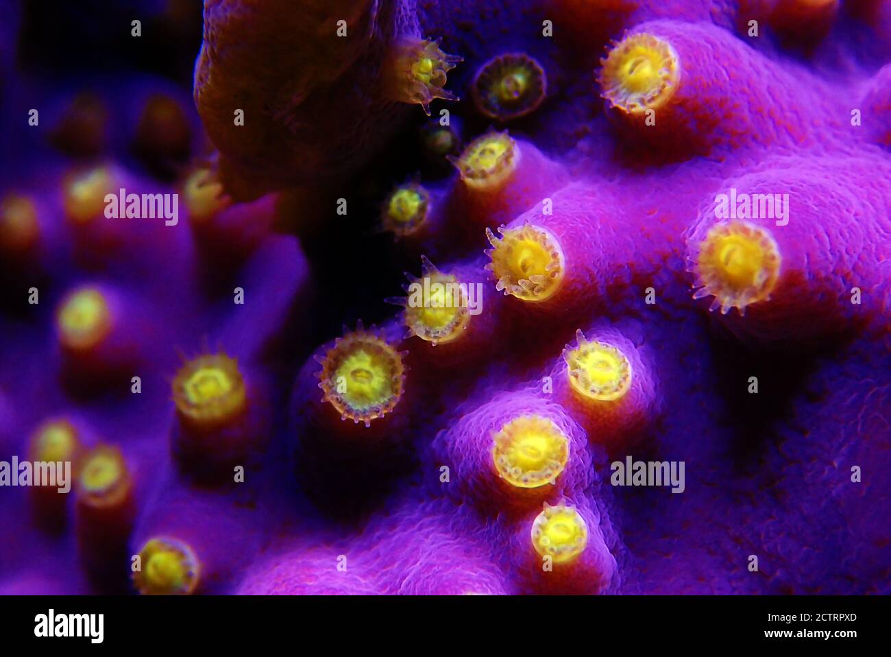 Macro on Yellow polyps turbunaria LPS coral - Turbinaria mesenterina Stock Photo