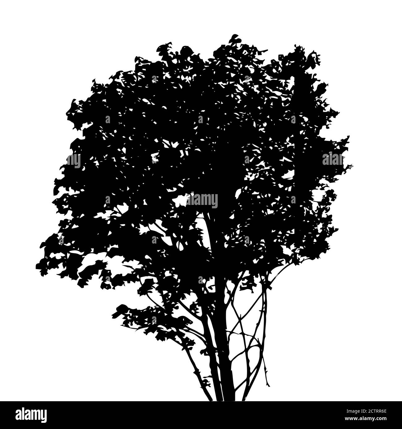 Tree Silhouette Isolated on White Backgorund. Vecrtor Illustration ...