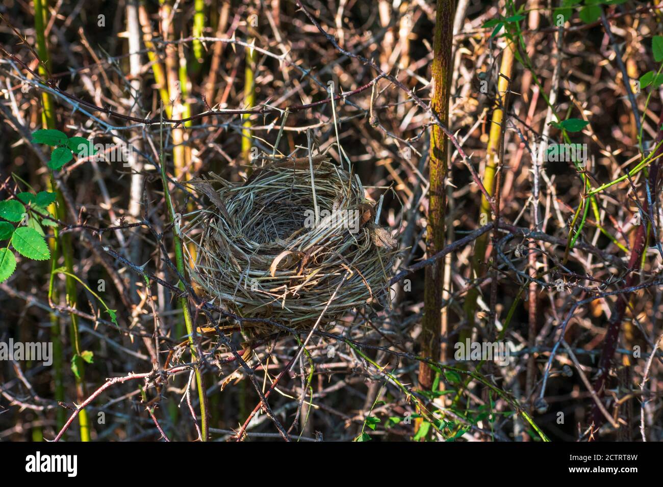 Empty Bird Nest in a tree Stock Photo