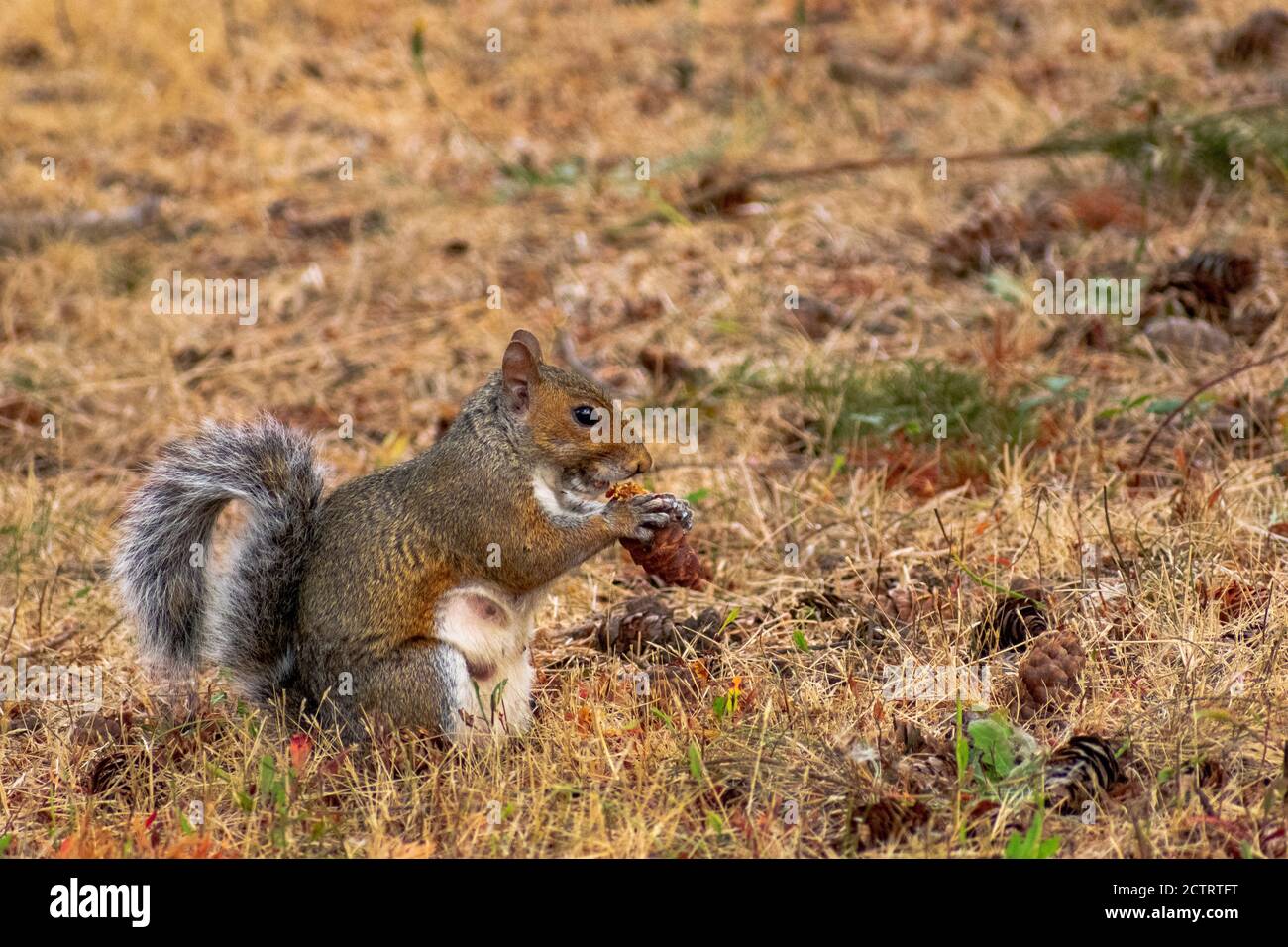Squirrel Eating Pine Cone in Grass Stock Photo Alamy