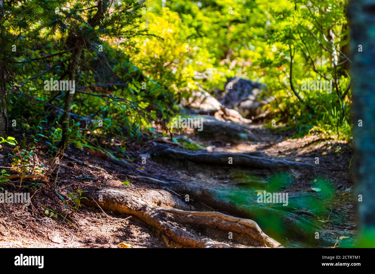 dense green forest. Summer winding path between the trees Stock Photo ...