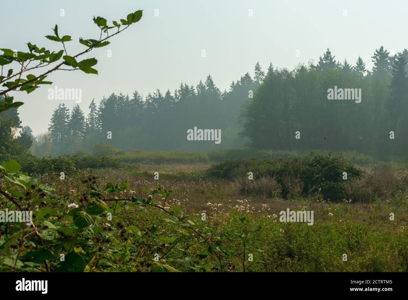 Smoke from Oregon wildfires creates unhealthy air quality in Washington Stock Photo Alamy