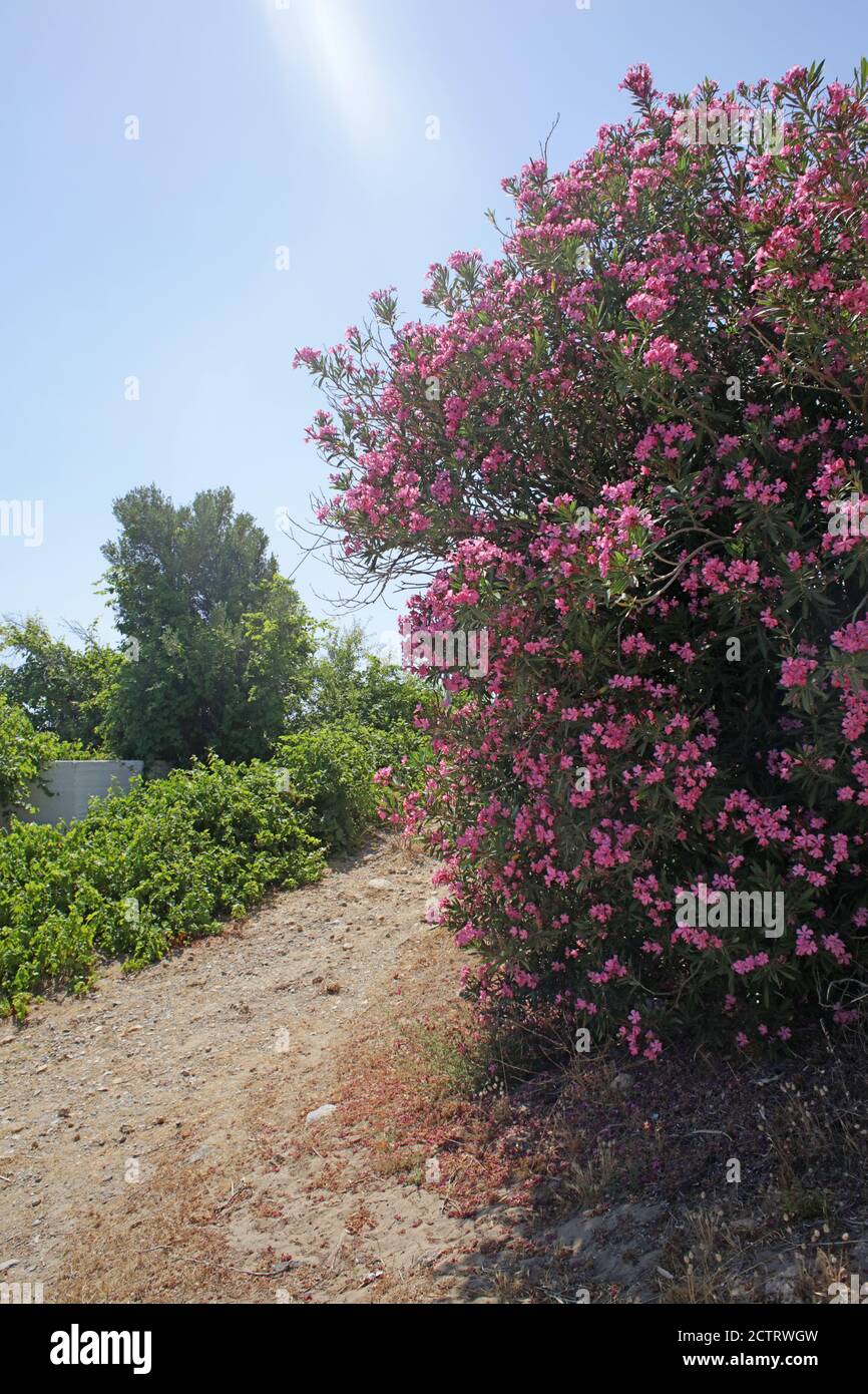 Flower bush nerium oleander apocynaceae family frangokastelo crete island high quality print Stock Photo