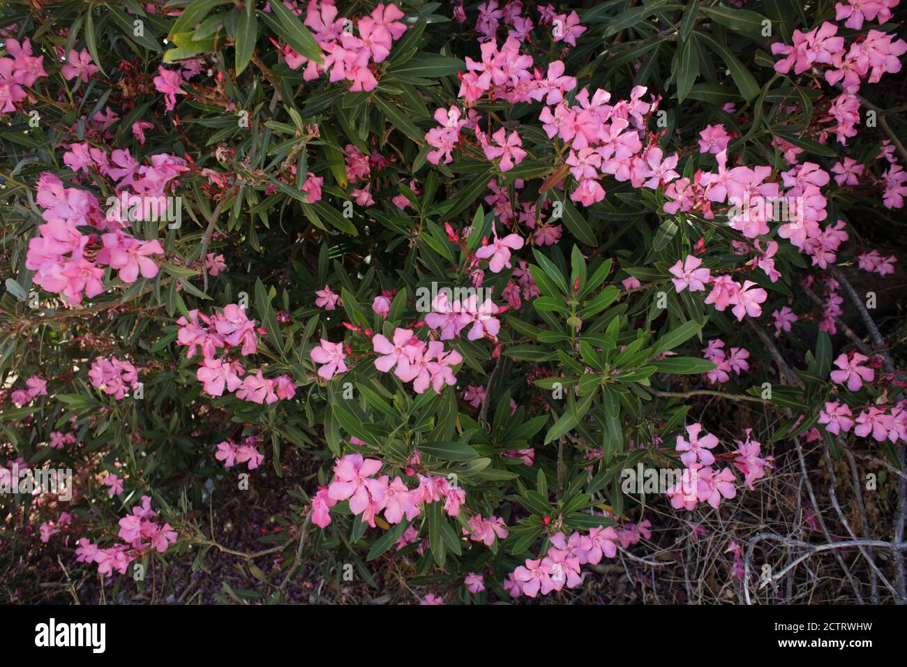 Flower bush nerium oleander apocynaceae family frangokastelo crete island high quality print Stock Photo