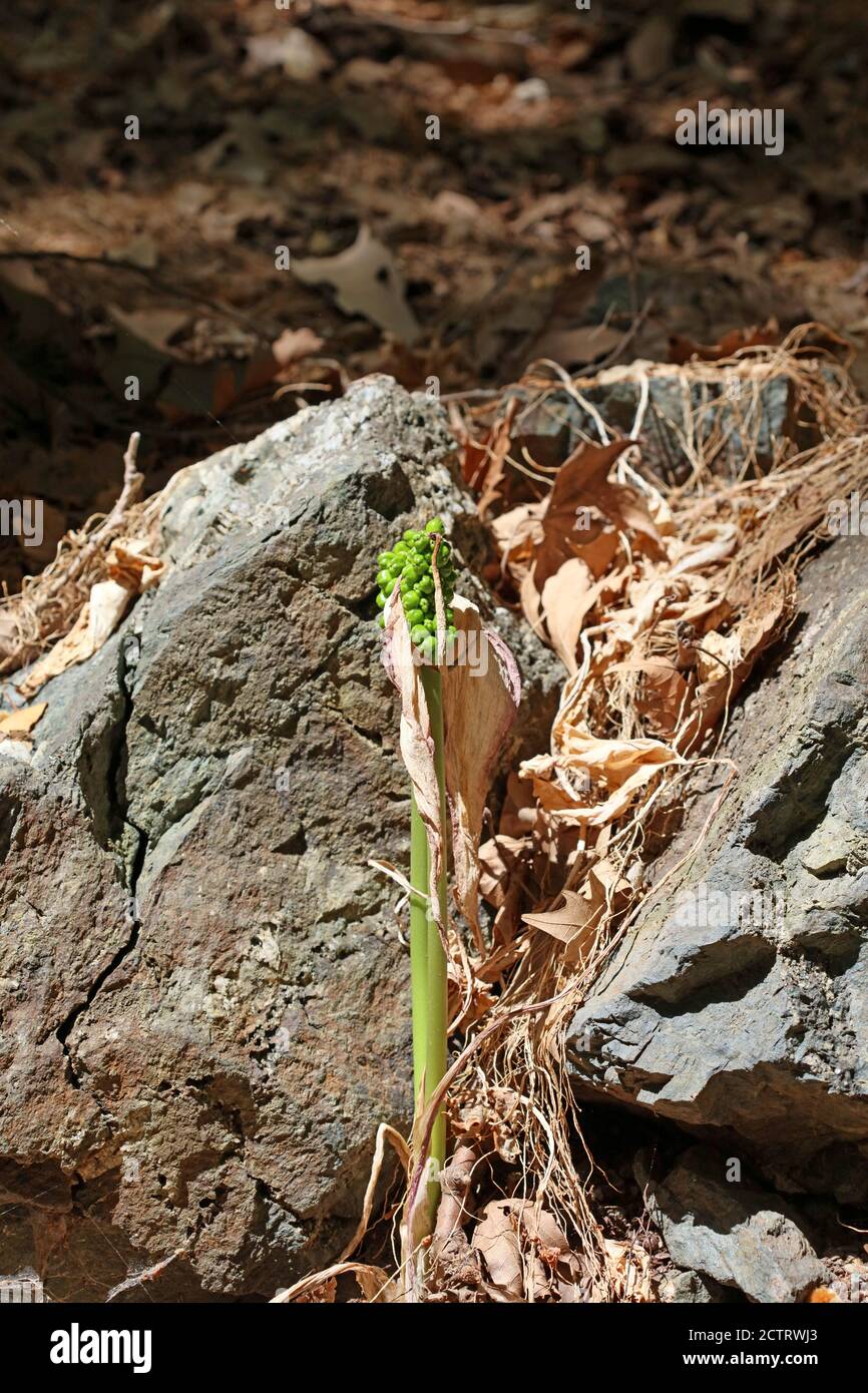 Wild poisonous flower arum creticum araceae family crete island high quality print Stock Photo