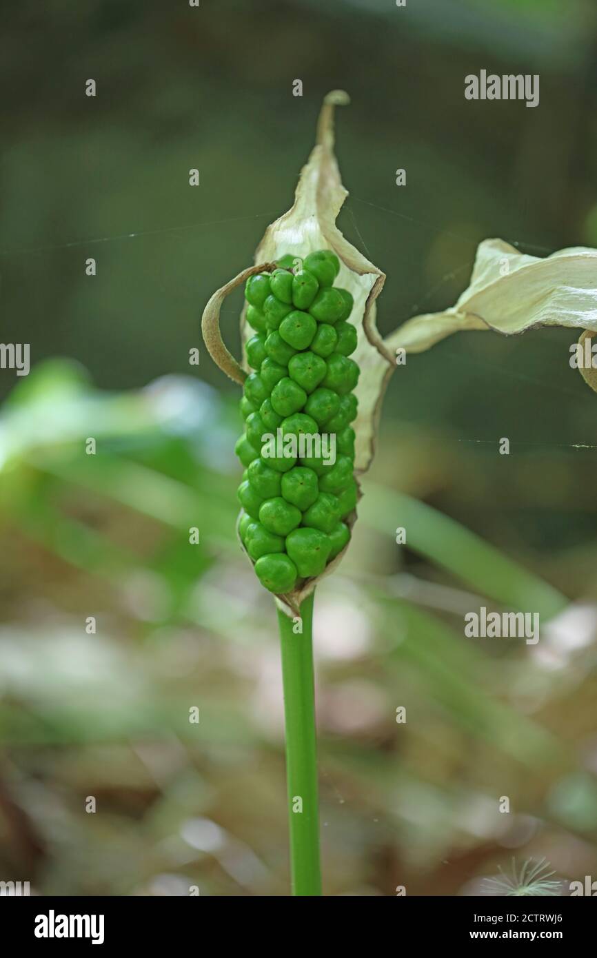 Wild poisonous flower arum creticum araceae family crete island high