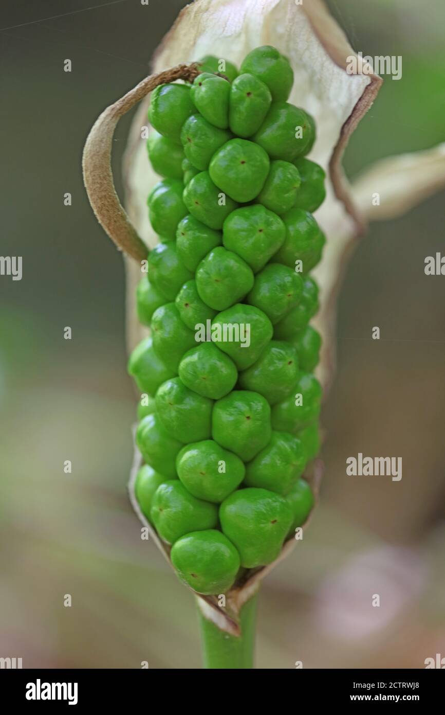 Wild poisonous flower arum creticum araceae family crete island high quality print Stock Photo