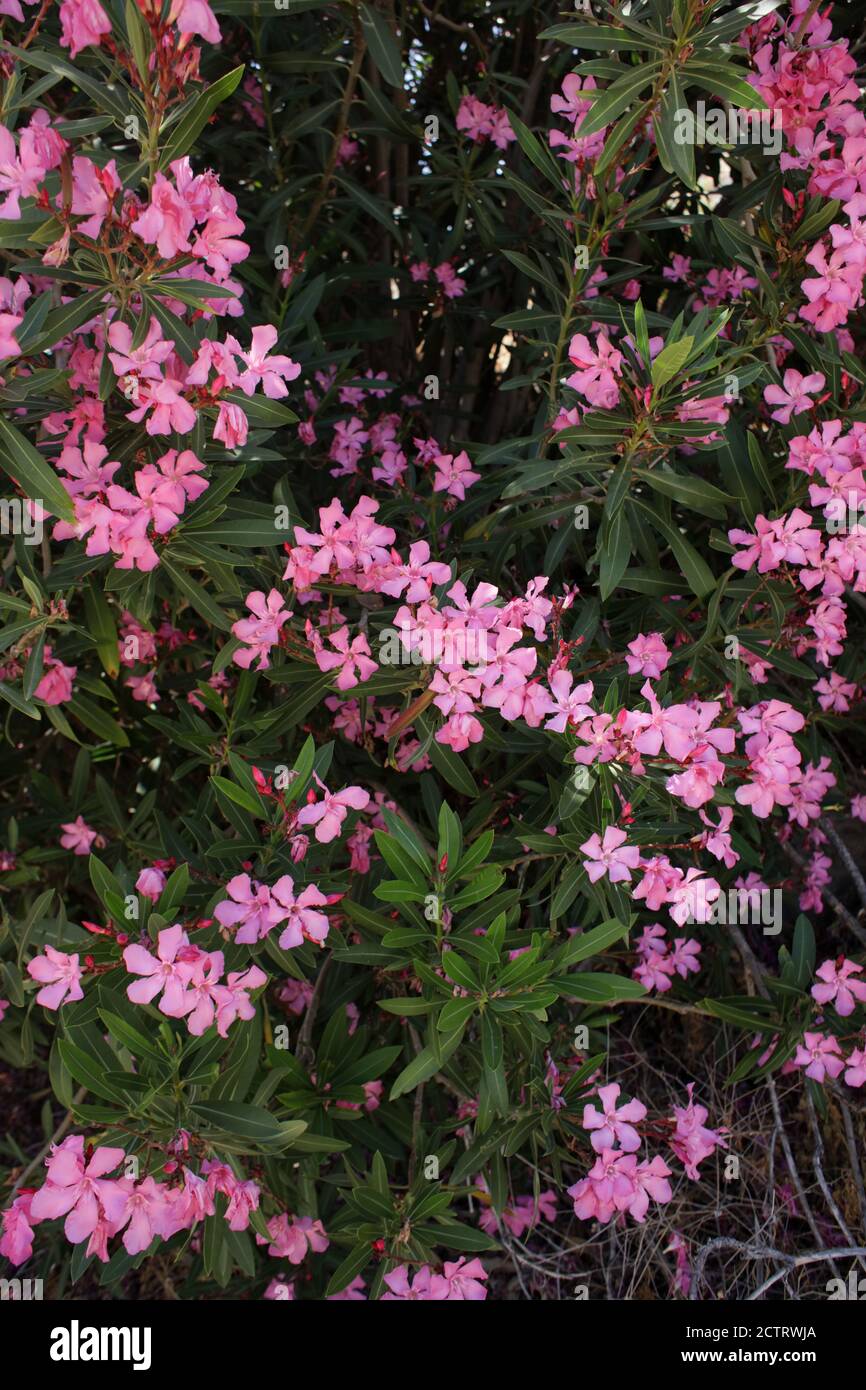 Flower bush nerium oleander apocynaceae family frangokastelo crete island high quality print Stock Photo