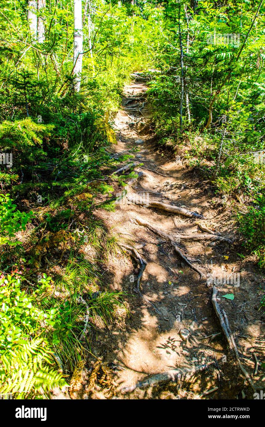 dense green forest. Summer winding path between the trees Stock Photo ...