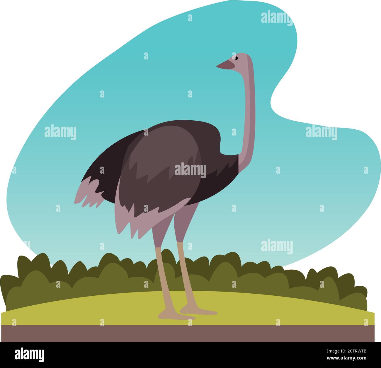 wild ostrich animal nature icon vector illustration design Stock Vector ...