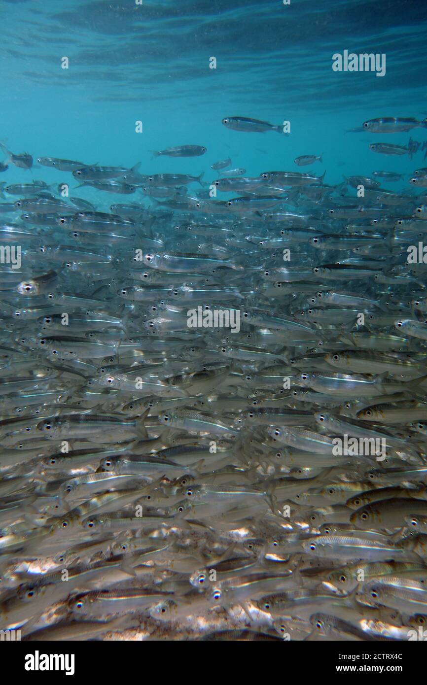 Dense school of goldspot herring (Herklotsichthys quadrimaculatus), Great Barrier Reef, near Cairns, Queensland, Australia Stock Photo