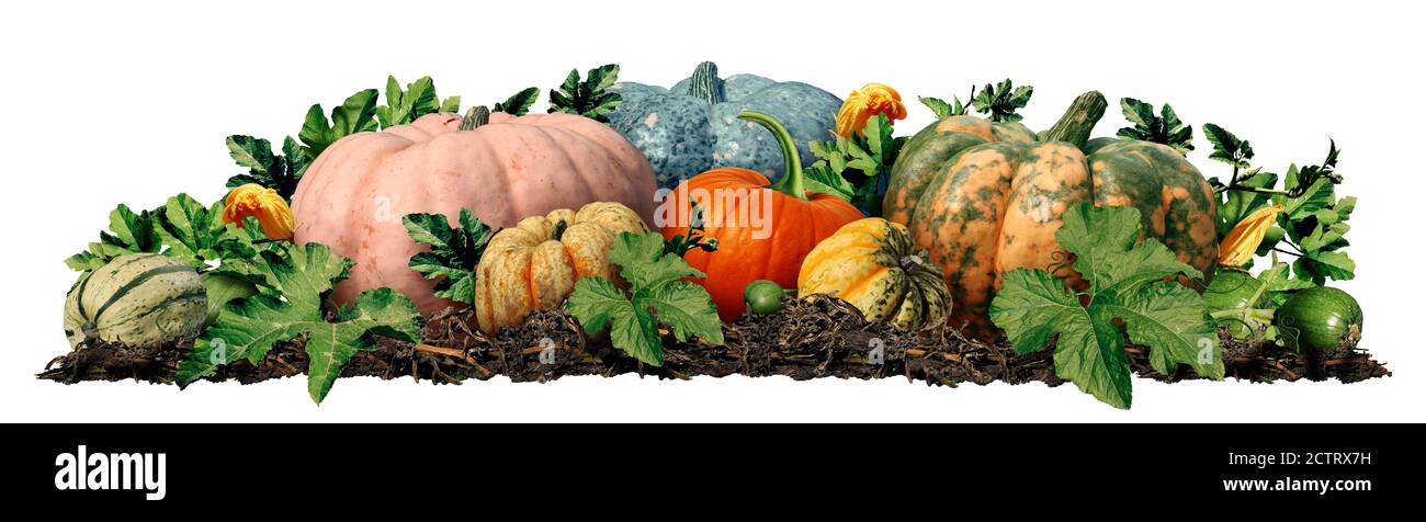 Autumn pumpkin patch as an outdoor farmer market icon with farm fresh squash as a seasonal harvest in the fall and a thanksgiving symbol isolated. Stock Photo