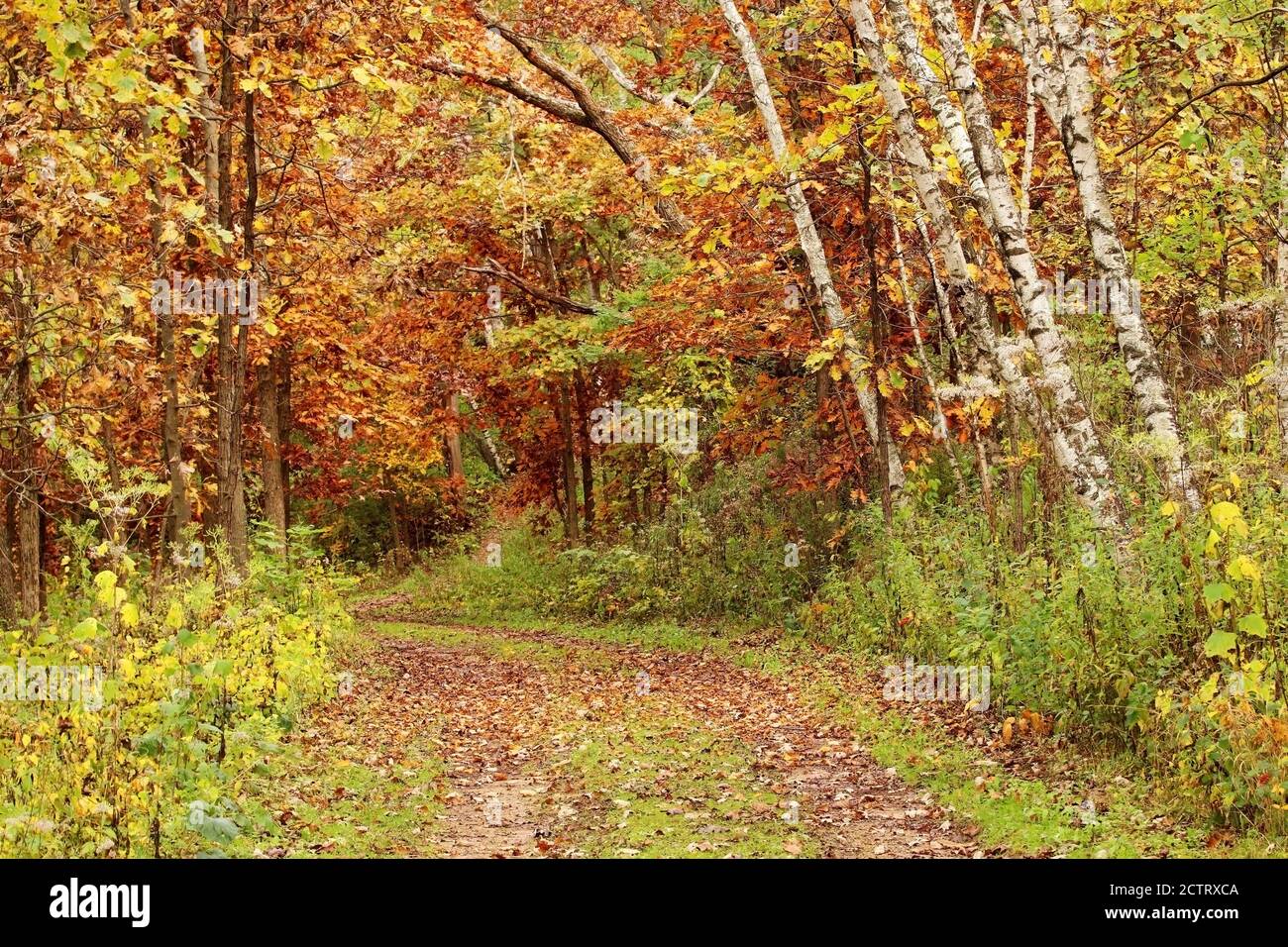 Beautiful autumn Wisconsin nature background. Scenic fall landscape with path in the colorful forest at Indian Lake Park, Wisconsin, Midwest USA. Stock Photo