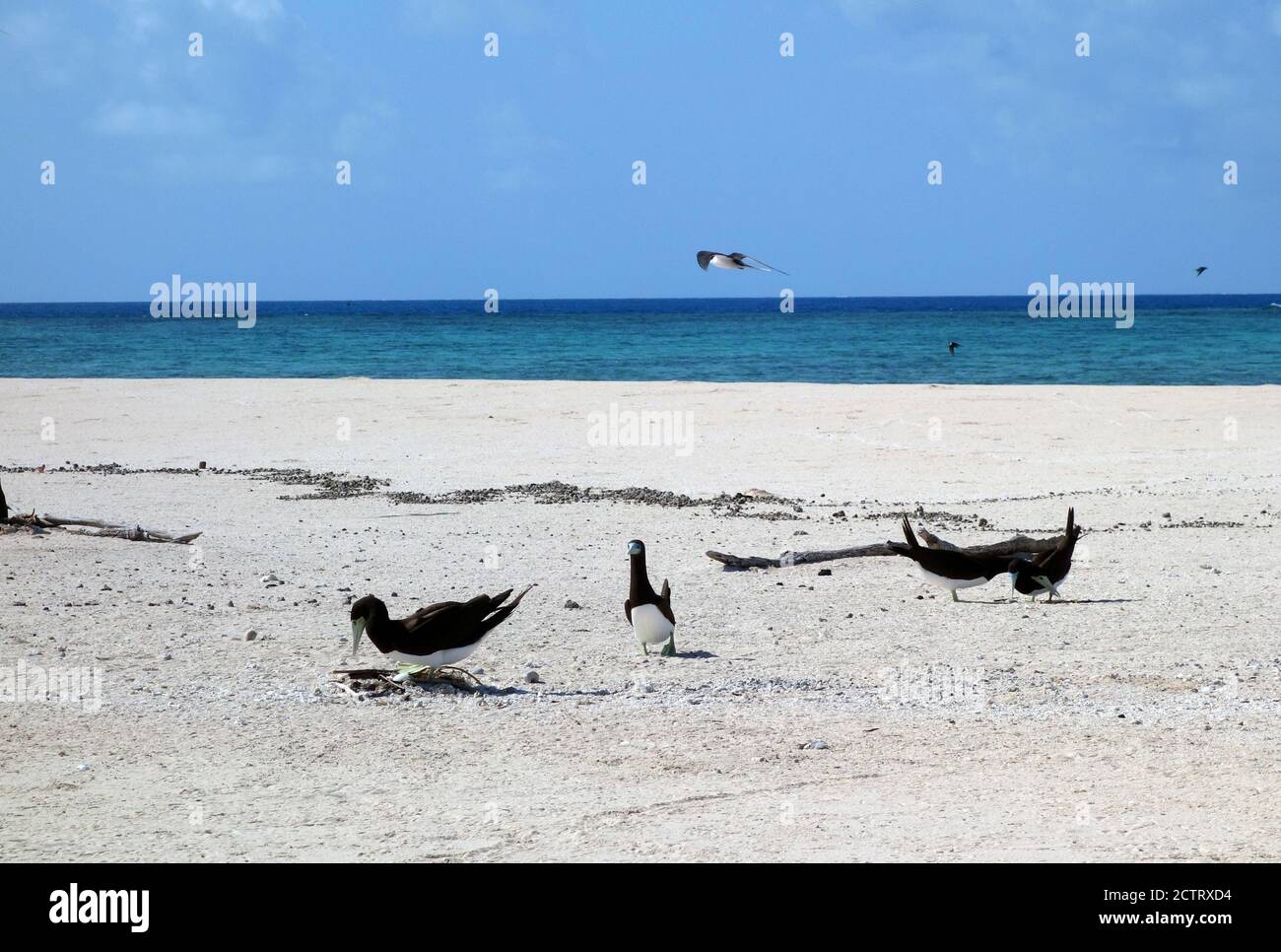 Brown booby (Sula leucogaster) pairs with egg in nest, Michaelmas Cay, Great barrier Reef, Queensland, Australia Stock Photo