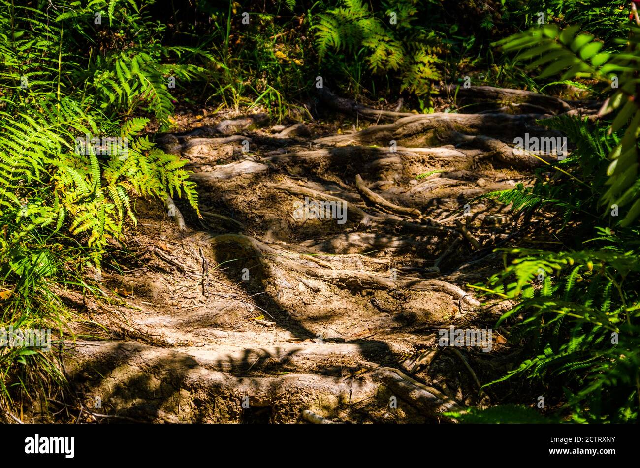 dense green forest. Summer winding path between the trees Stock Photo ...