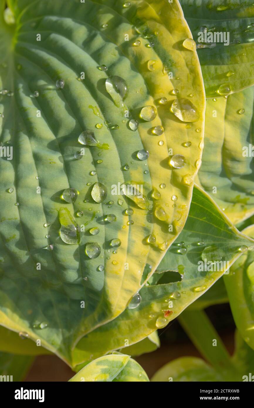 Plantain Lily (Hosta sp.), rain drops on ribbed, veined, ovate outline, variegated, overlapping leaves. Foliage. Close up. Stock Photo