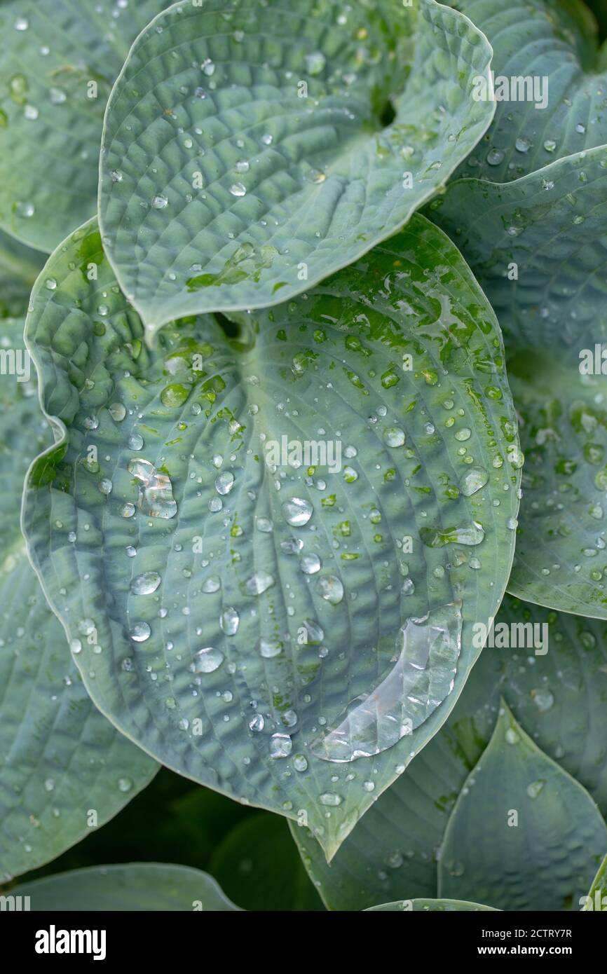 Plantain Lily (Hosta sp.), rain drops on ribbed, veined, ovate outline, green, overlapping leaves. Foliage. Close up. Stock Photo