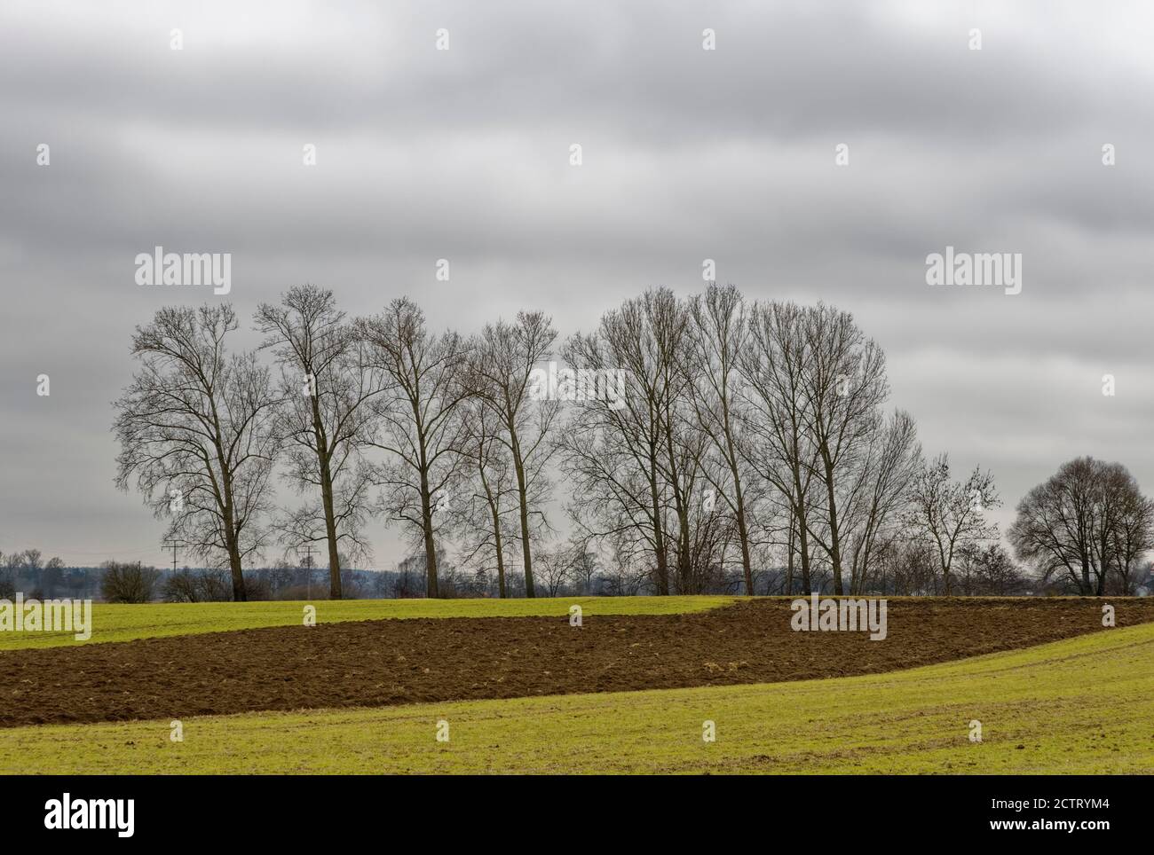 Line of trees in the Danube Valley near Obermarchtal, Alb-Donau District, Baden-Wuerttemberg, Germany Stock Photo