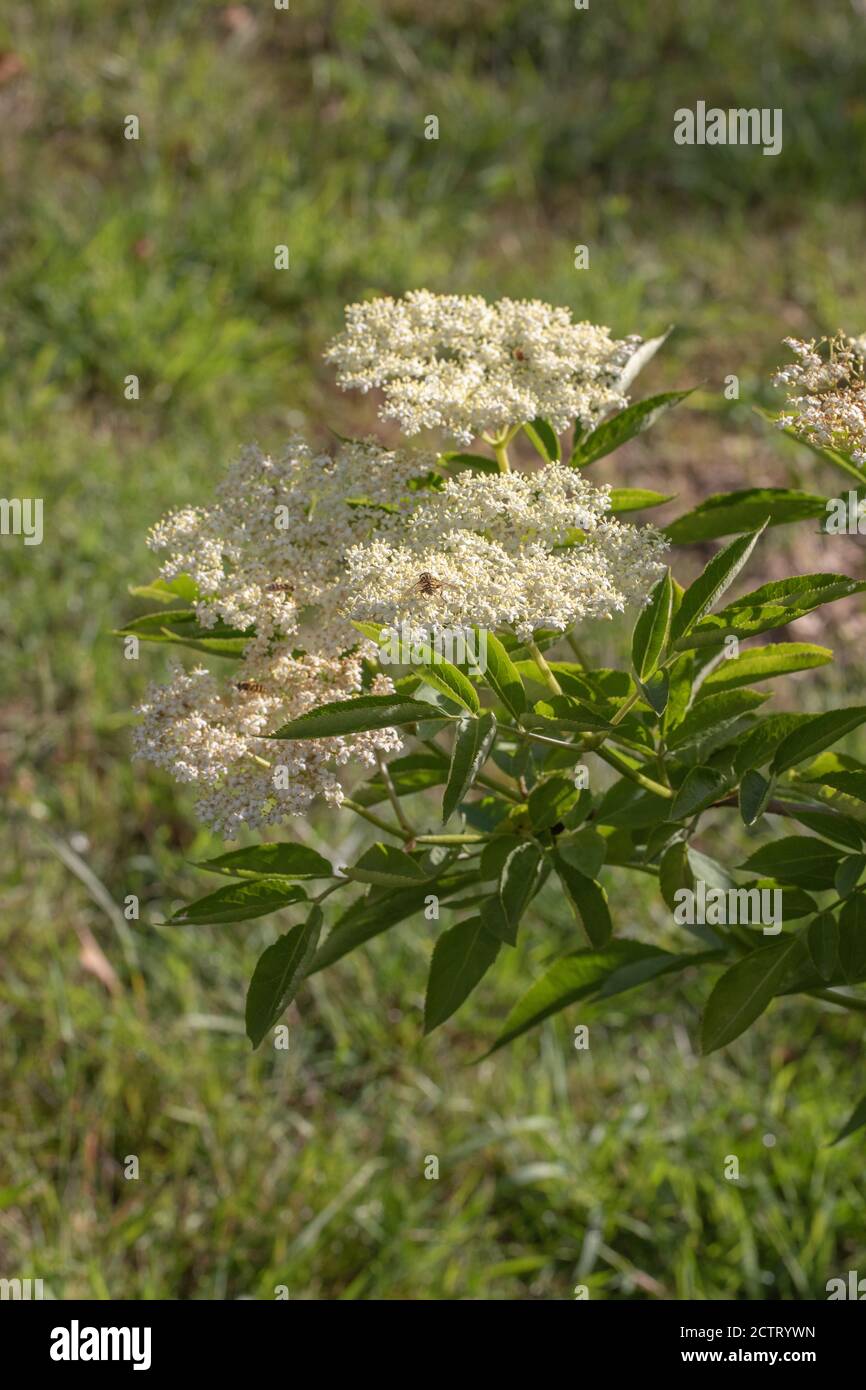 Scent making hires stock photography and images Alamy