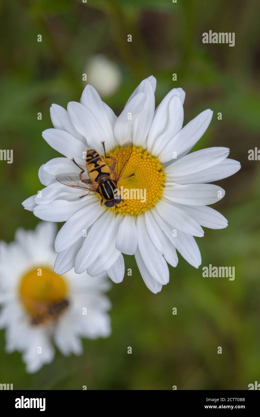 Ox-eye Daisy (Leucanthemum vulgare). Marguerite, moon-daisy, or dog daisy. Hoverfly, Syrphida.sp. mimic warning, aposmatic, markings of wasp Vespula .. Stock Photo