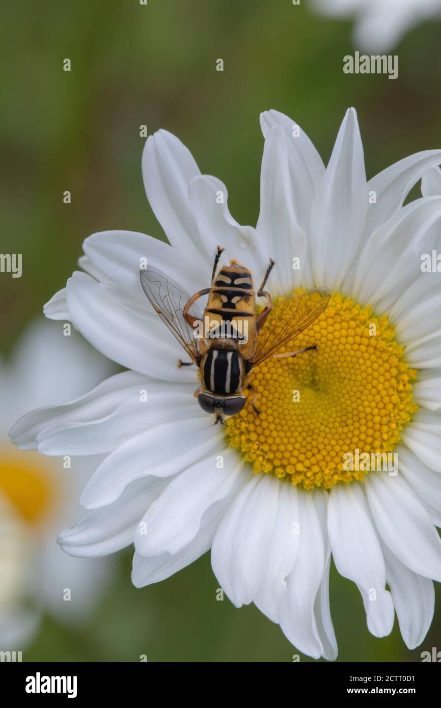 Ox-eye Daisy (Leucanthemum vulgare). Marguerite, moon-daisy, or dog daisy. Hoverfly, Syrphida.sp. mimic warning, aposmatic, markings of wasp Vespula .. Stock Photo