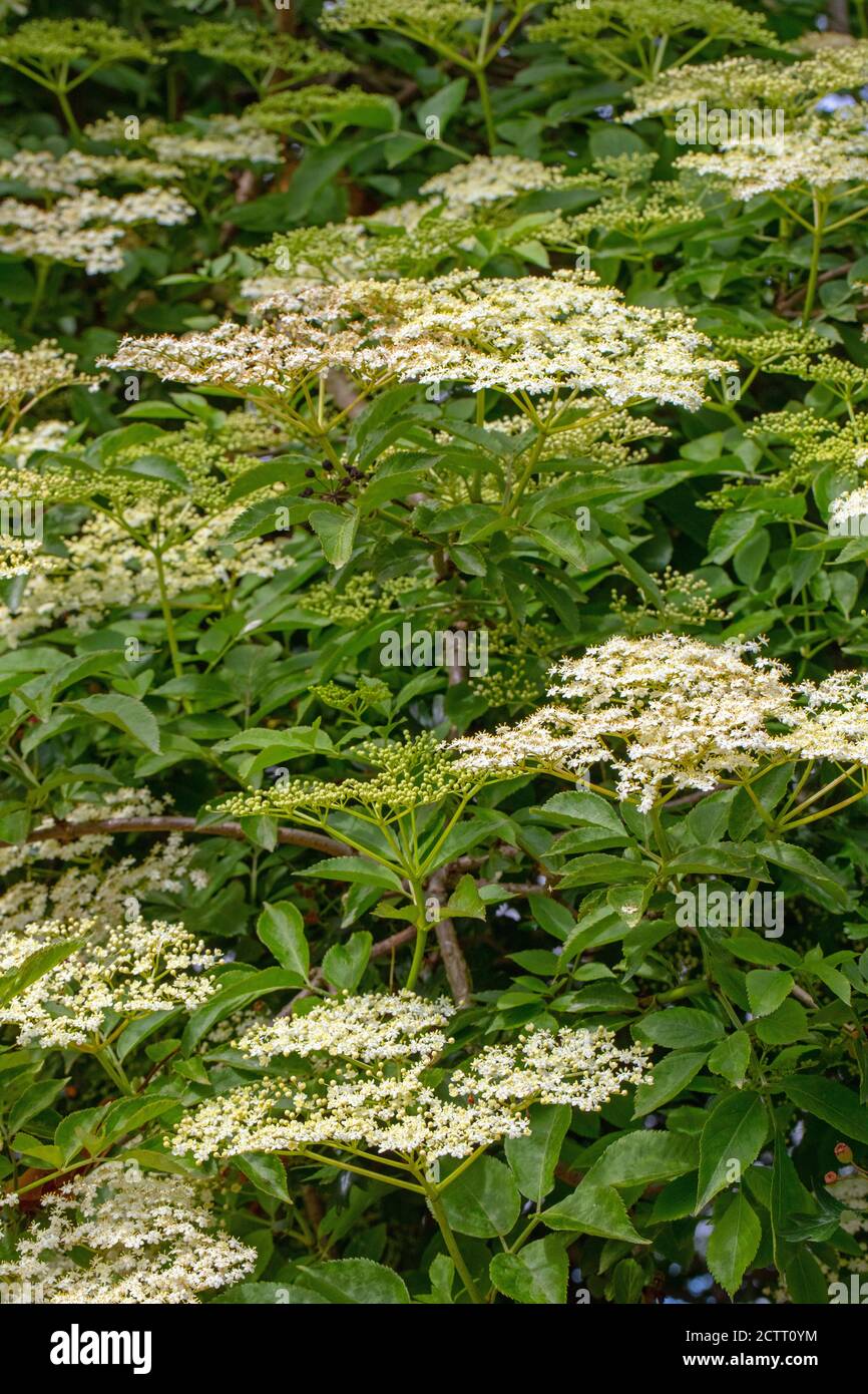 Elder (Sambucus nigra). The numerous white flowers form a flattopped