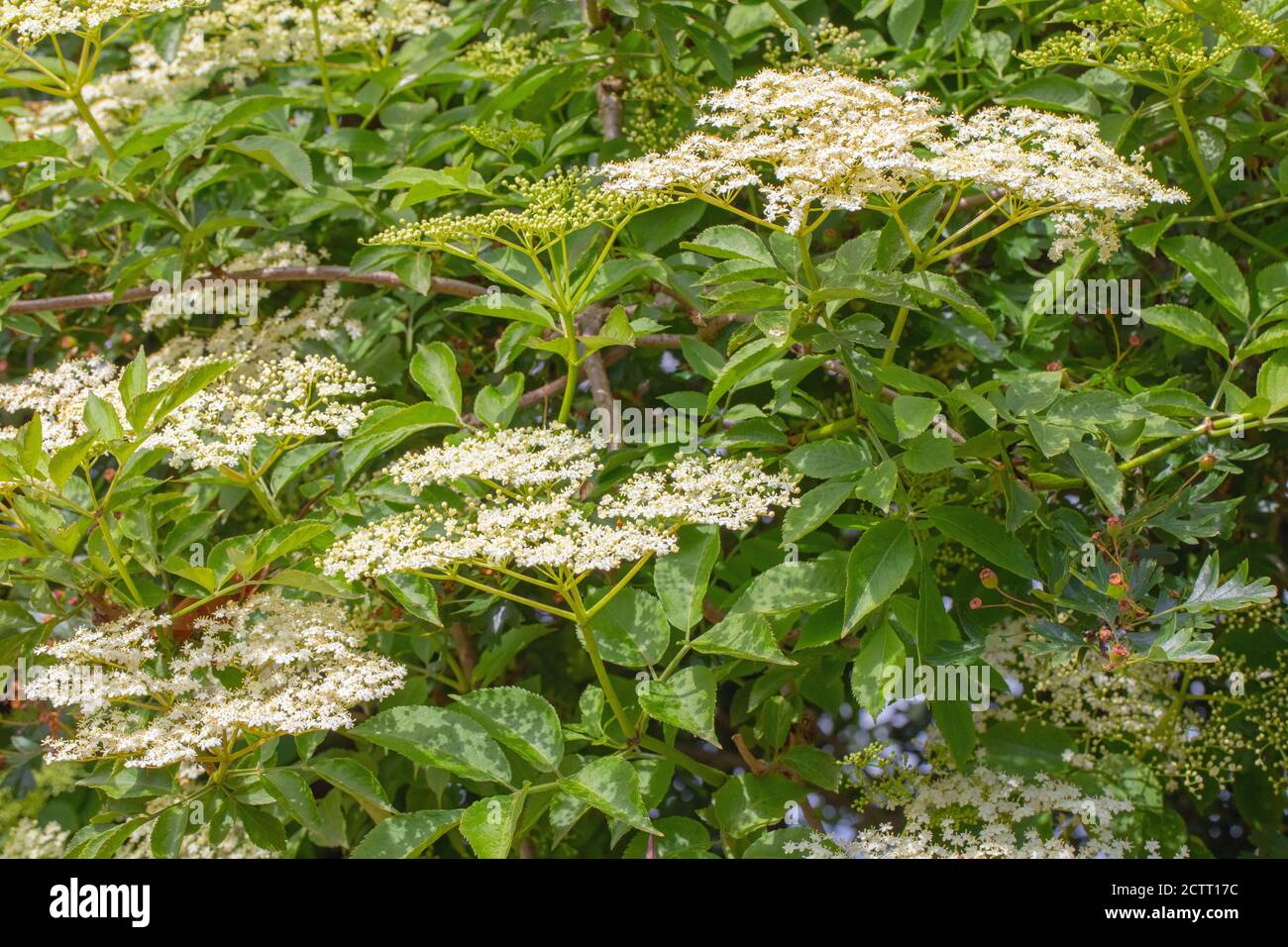 Elder (Sambucus nigra). The numerous white flowers form a flat-topped heads, with a heavy sweet scent. Collectable for wine, or flower, drink making. Stock Photo