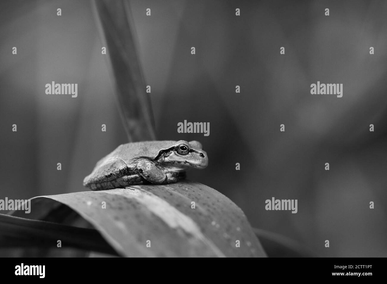 Single Japanese Tree Frog sits on a reed leaf Stock Photo