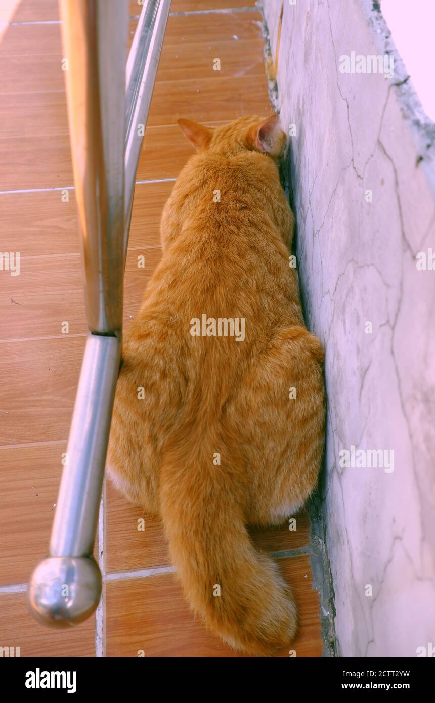 Cute, naughty yellow cat lying face down on floor outside of house at morning Stock Photo