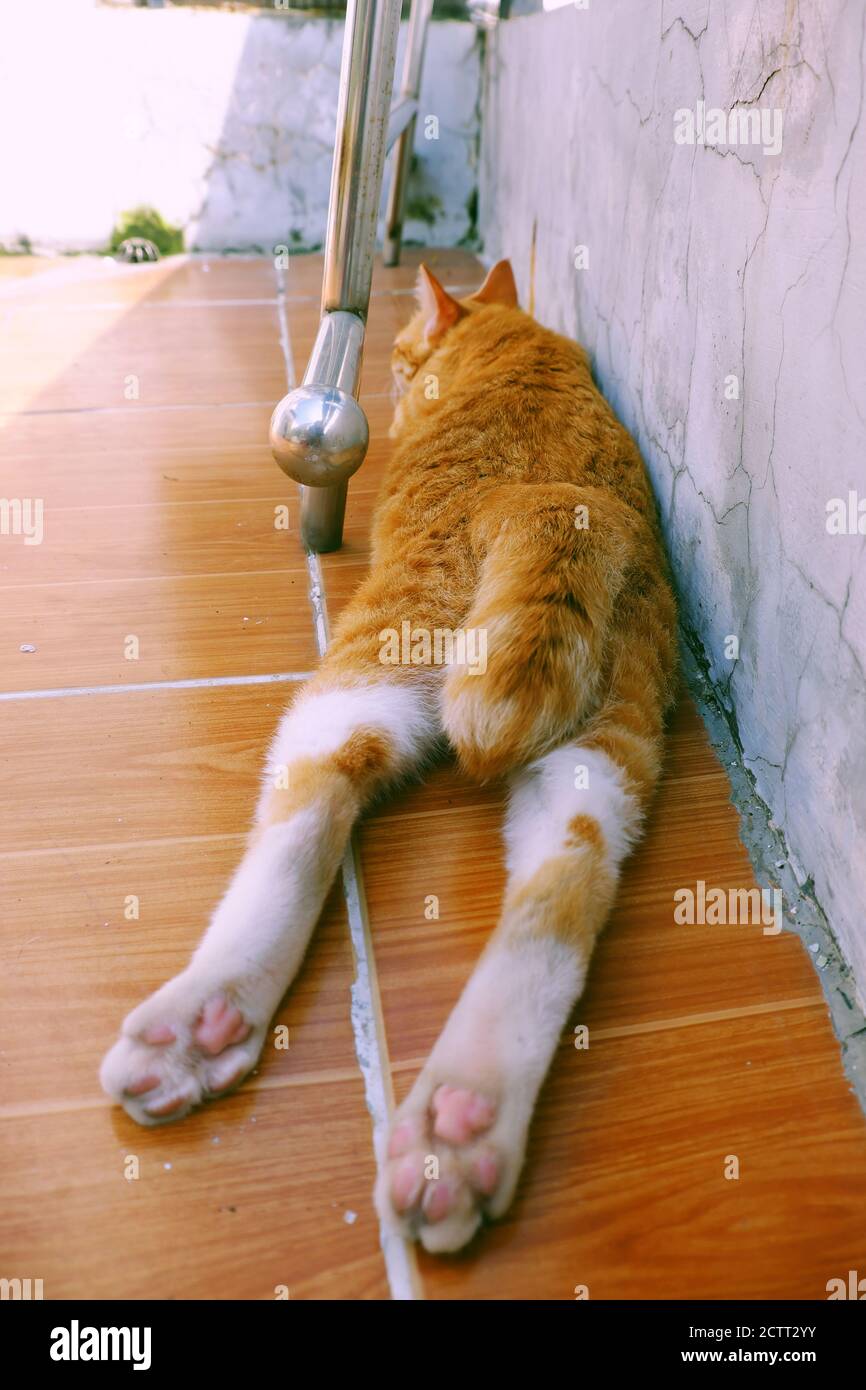 Cute, naughty yellow cat lying face down on floor outside of house at morning Stock Photo