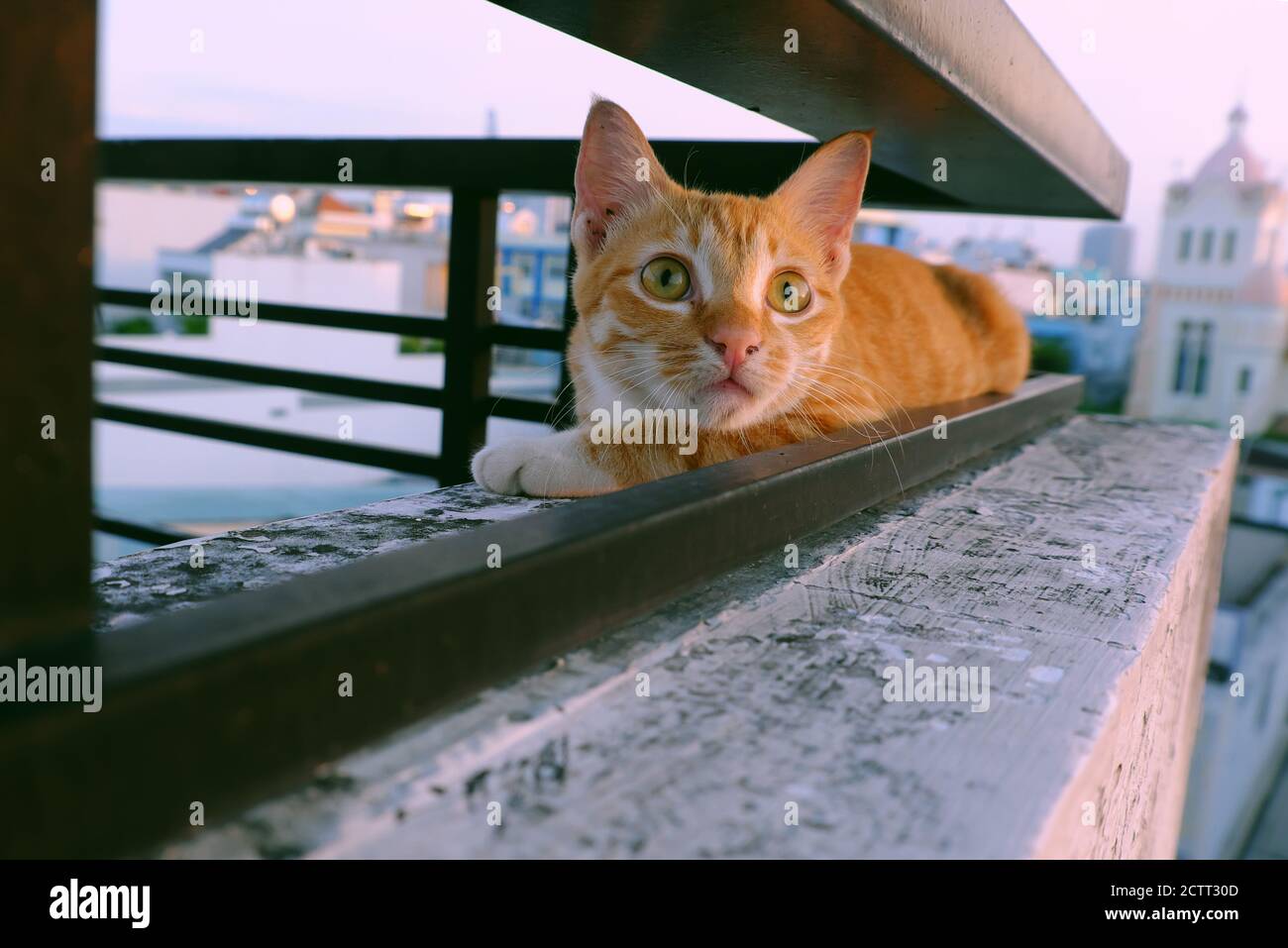 Cute cat lie down among two railing bar of wall with emotion face, lovely pet with big round eyes outside on day Stock Photo