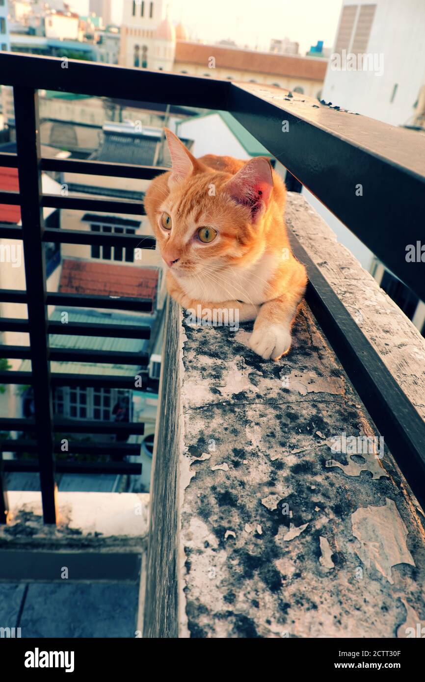 Cute cat lie down on top of the wall with emotion face, lovely pet with