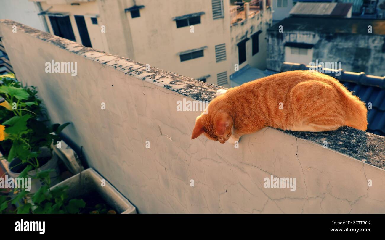 Cute, naughty yellow cat lying on the wall and looking down, lovely pet have fun at morning Stock Photo