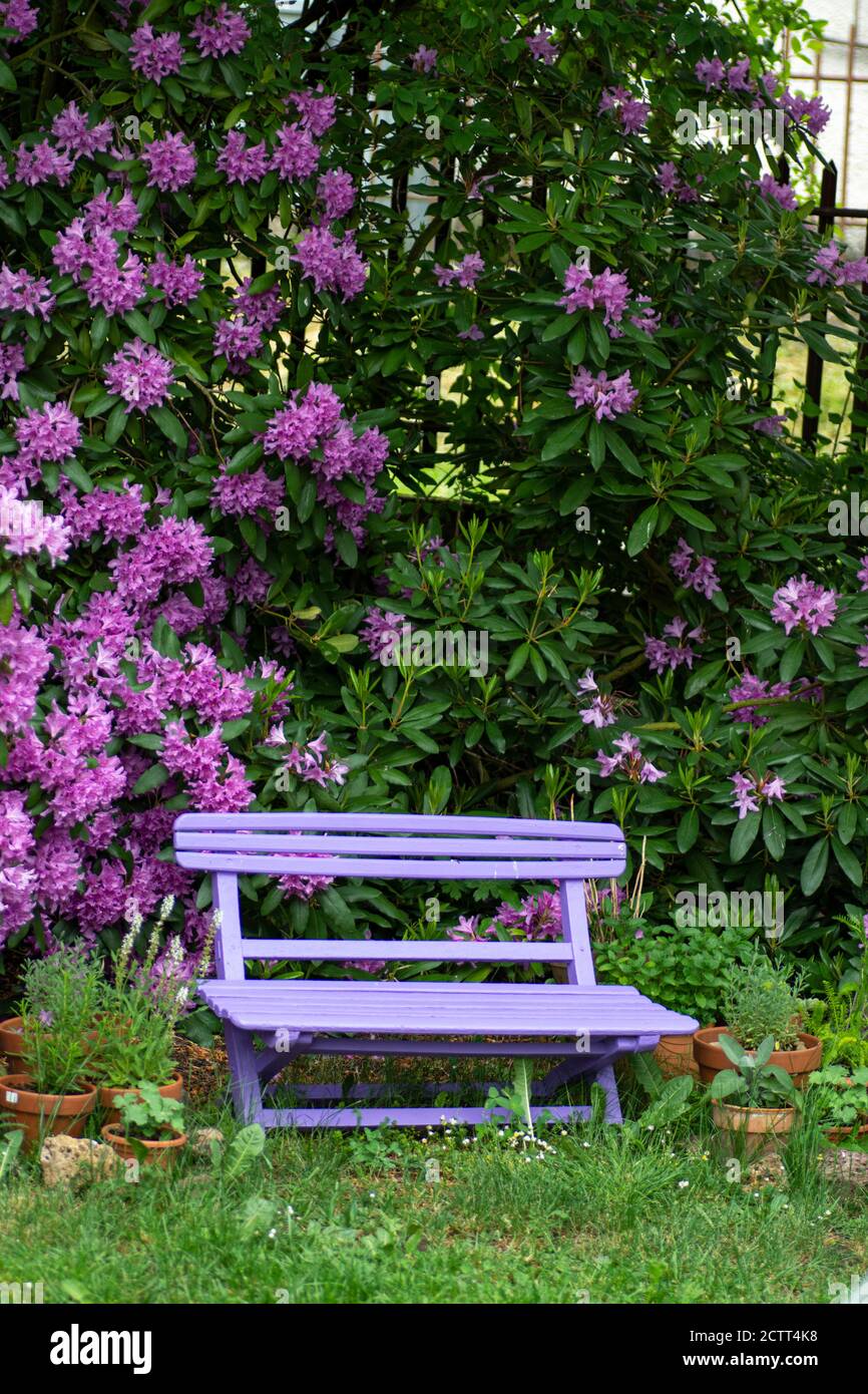 Pink  wooden bench with pink purple flowers of a Rhododendron shrub (Rhododendron roseum elegans) in the background. Stock Photo