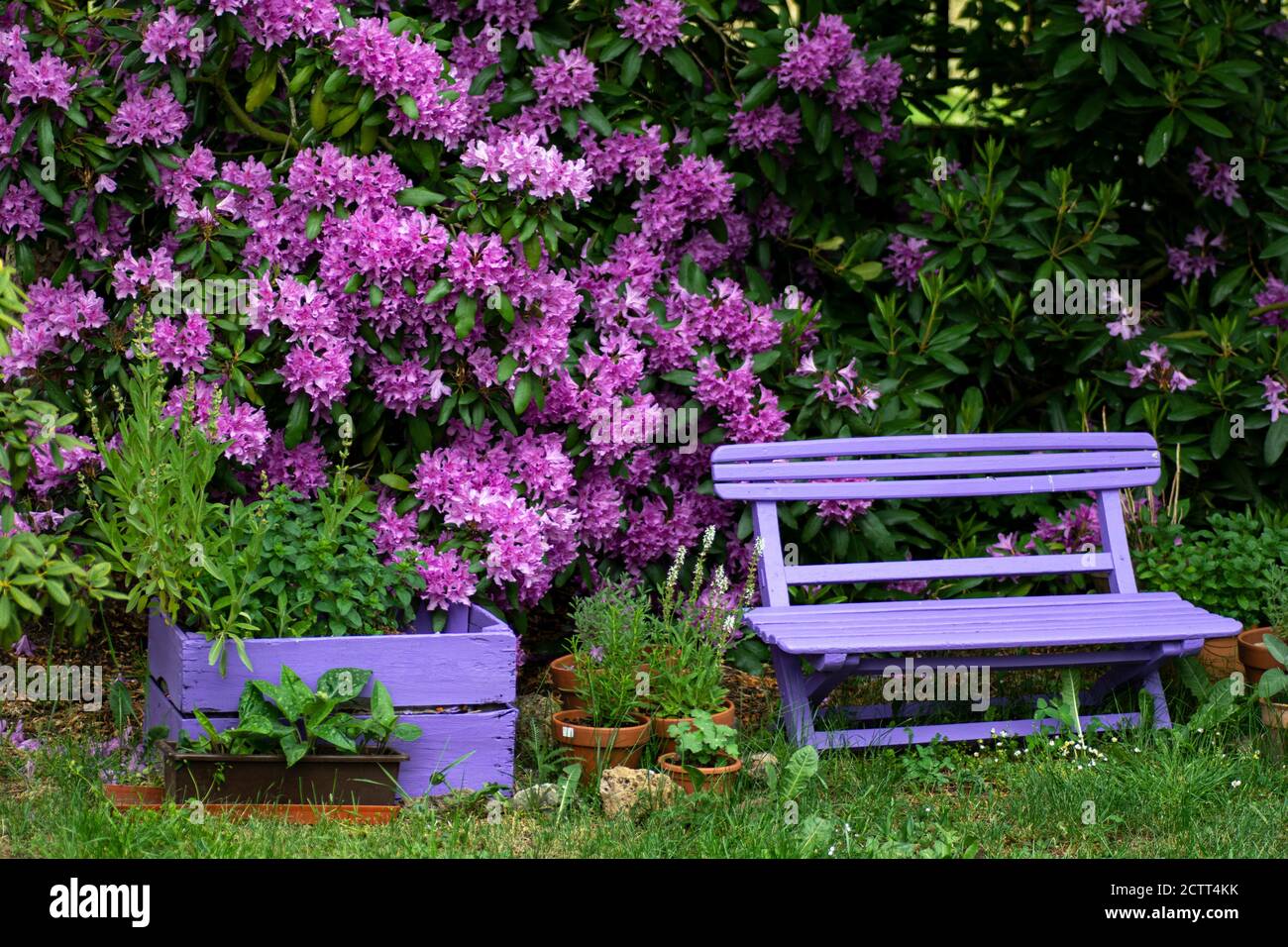Pink  wooden bench with pink purple flowers of a Rhododendron shrub (Rhododendron roseum elegans) in the background. Stock Photo