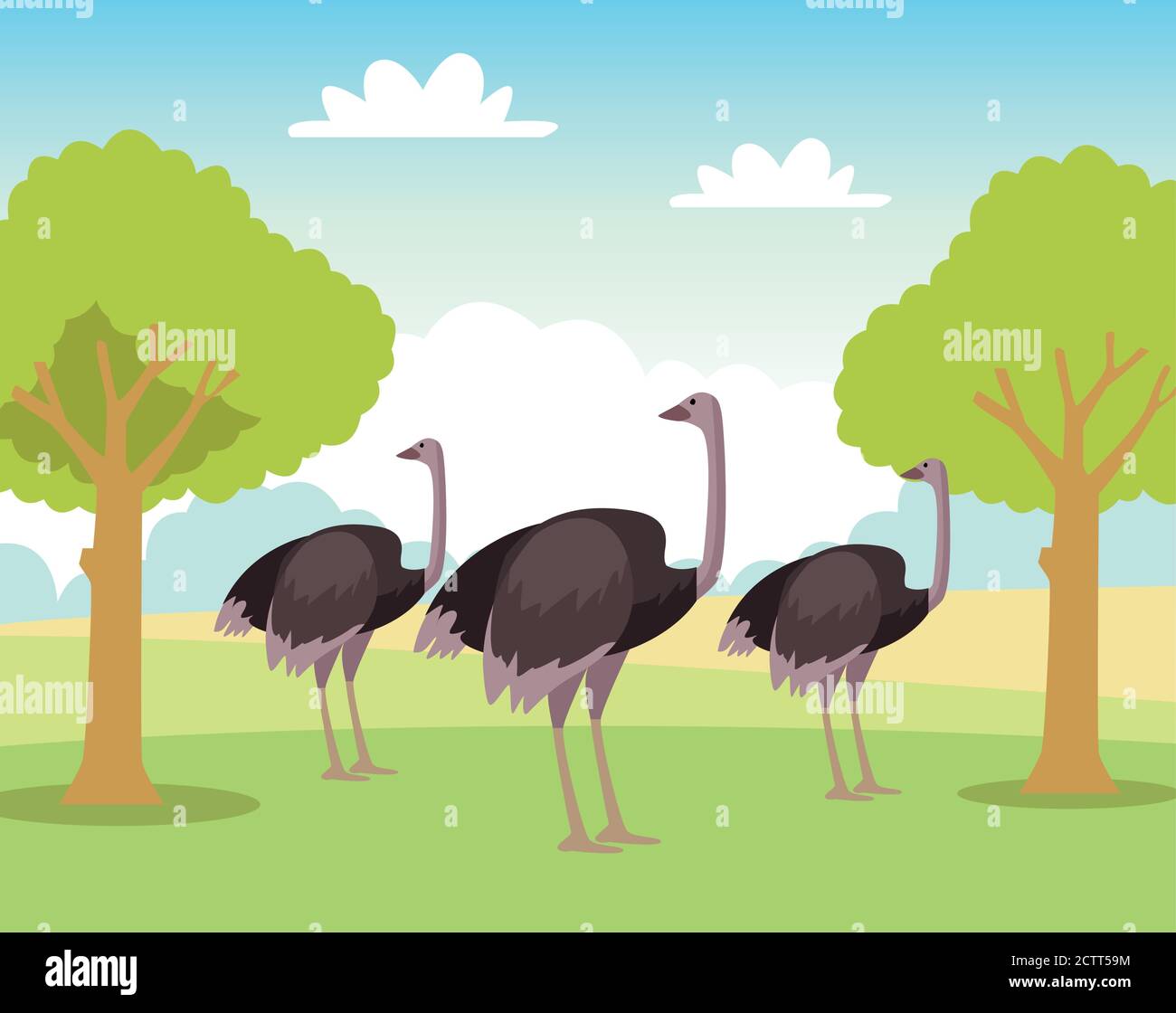 group of wild ostriches animals in the field vector illustration design