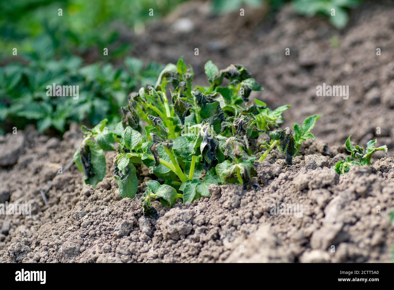 Leaf frost damage hires stock photography and images Alamy