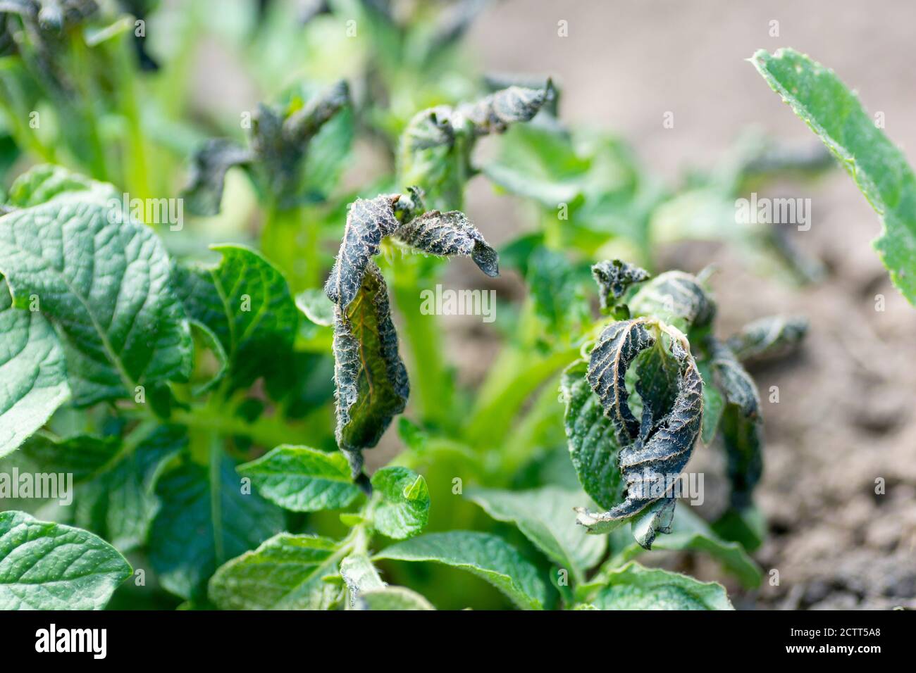 Potato leaves frost damage hires stock photography and images Alamy