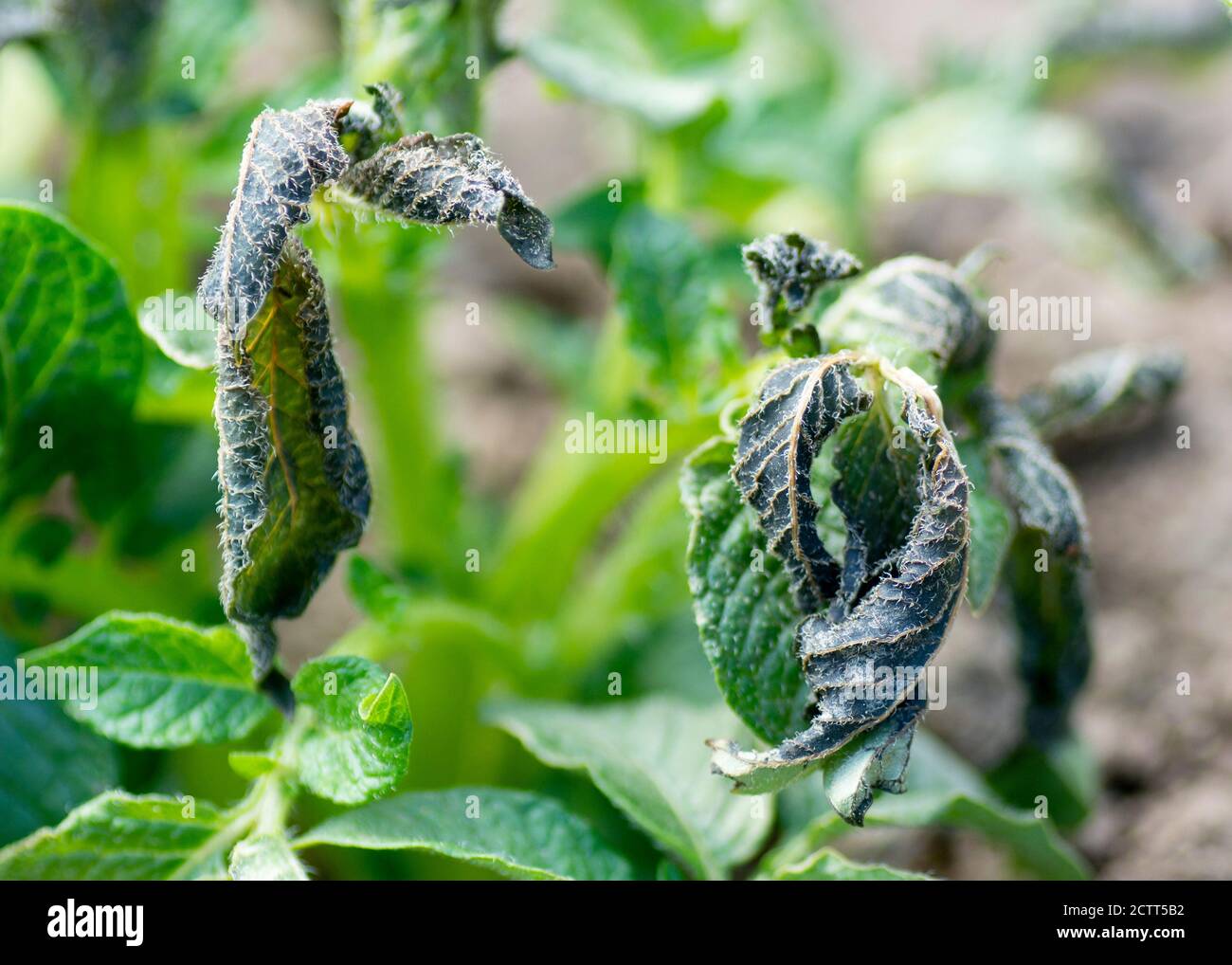 Potato plants and frost