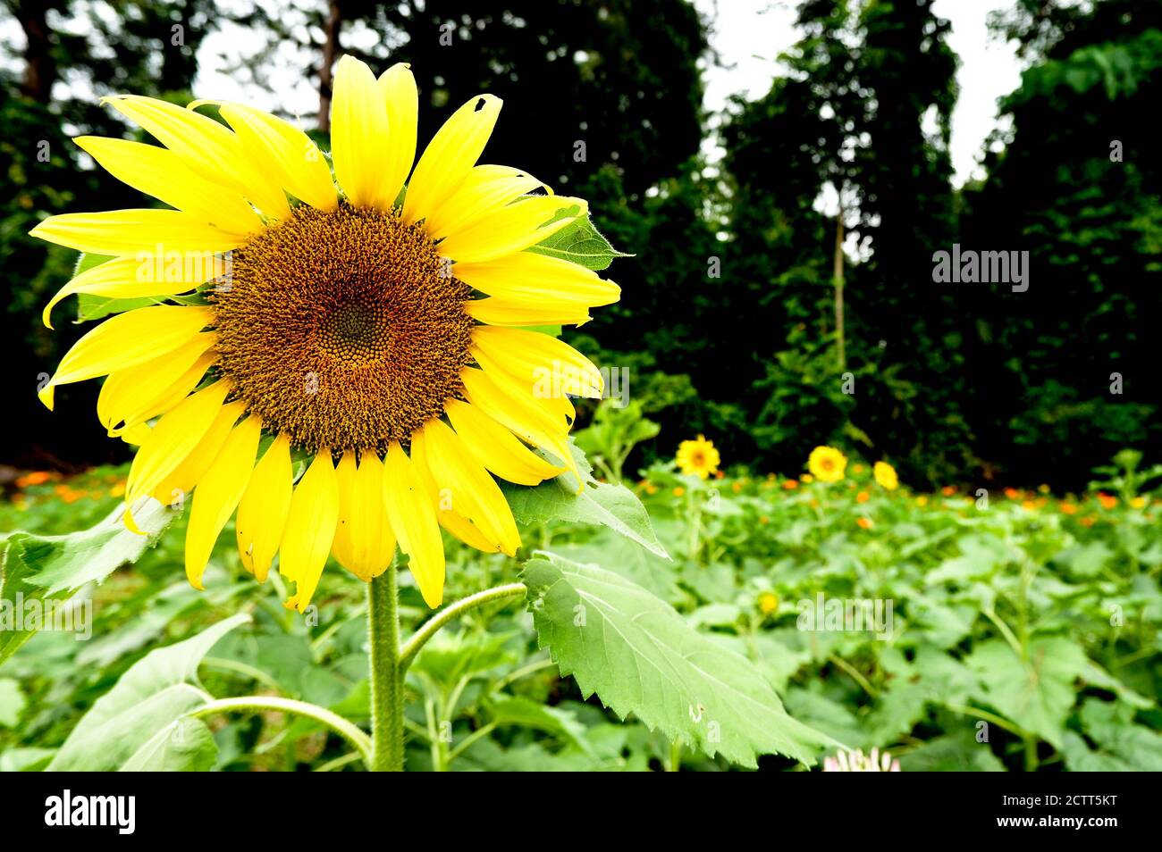 Blooming sunflowers facing the sun in a sunflower field Stock Photo Alamy