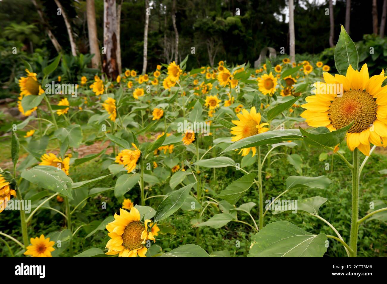 Blooming sunflowers facing the sun in a sunflower field Stock Photo Alamy