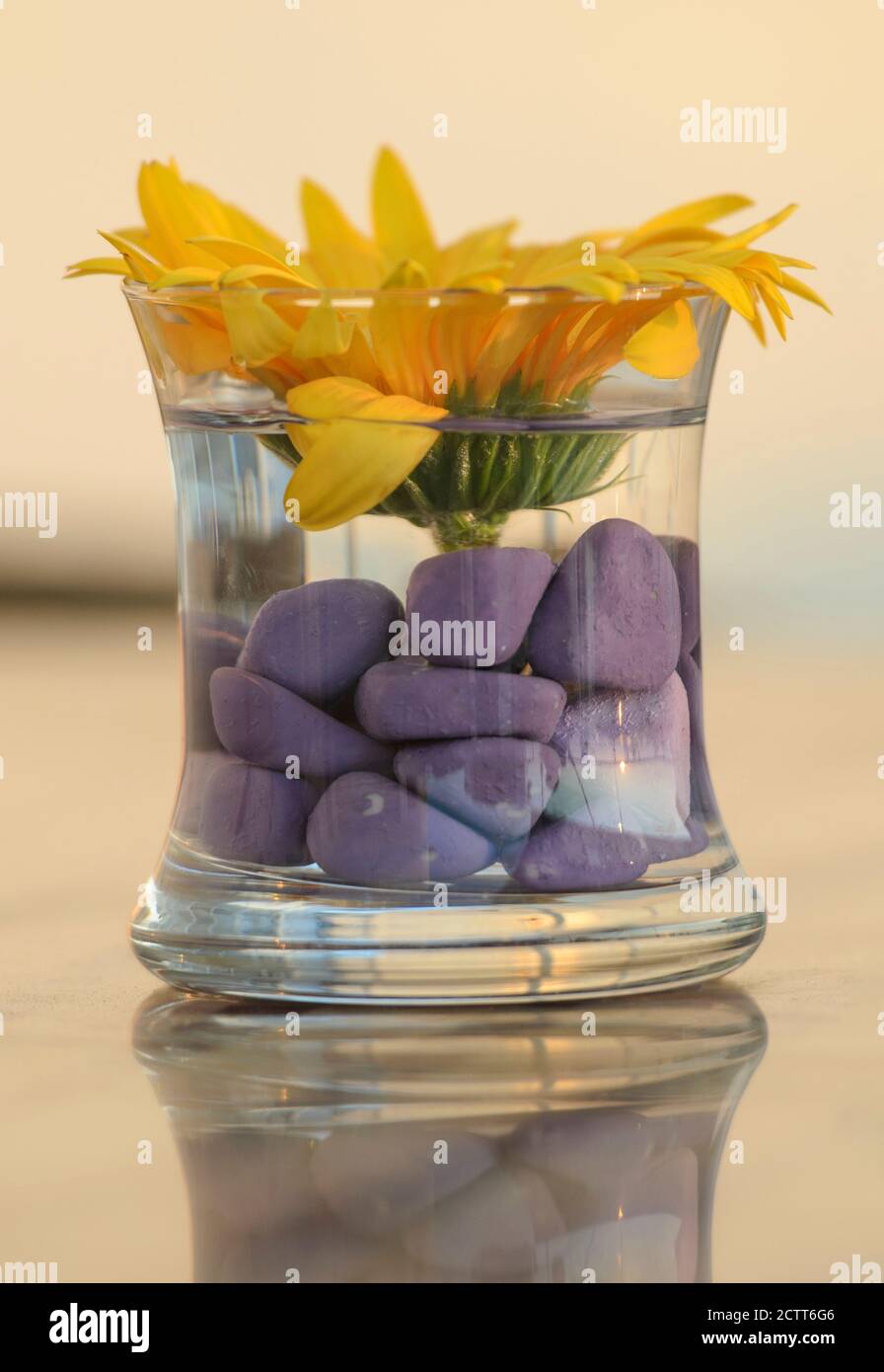 Glass vase with sunflower and pebbles Stock Photo