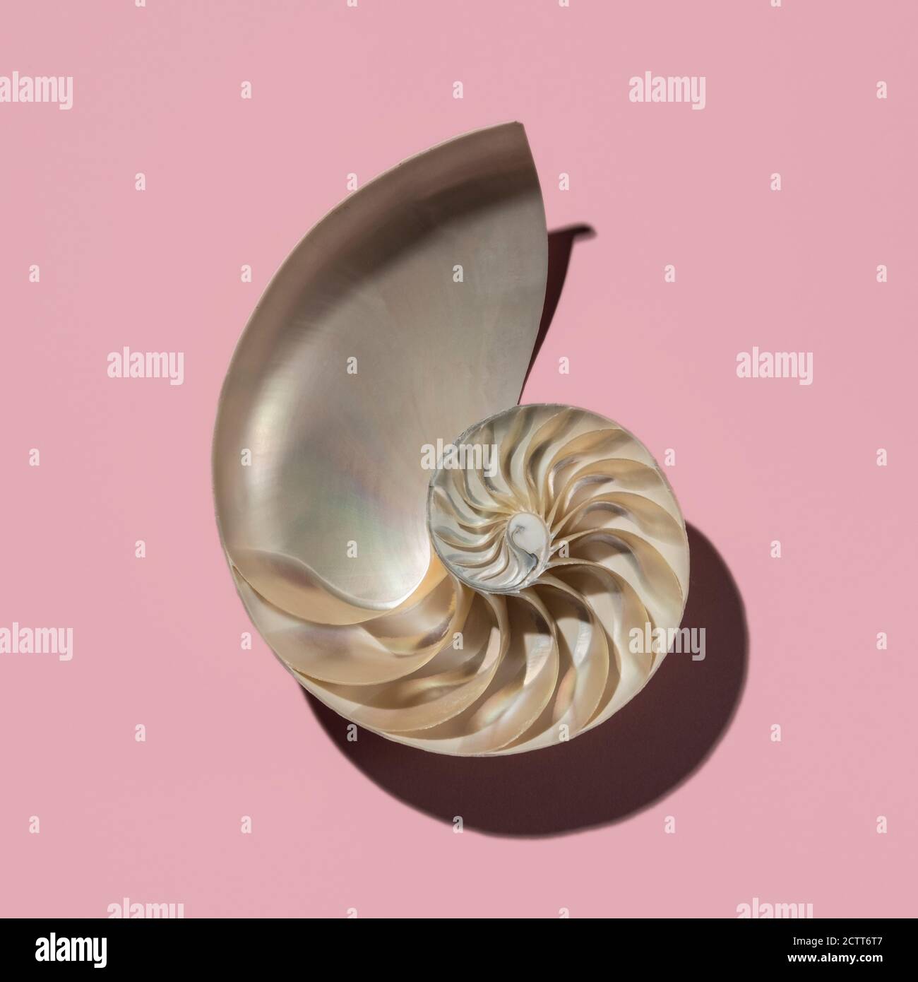 Cross section of nautilus shell showing Fibonacci pattern on pink background Stock Photo