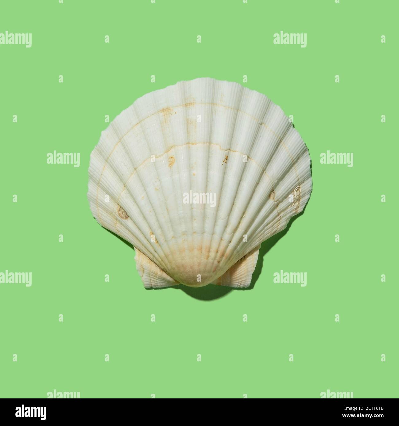 Scallop shell on green background Stock Photo