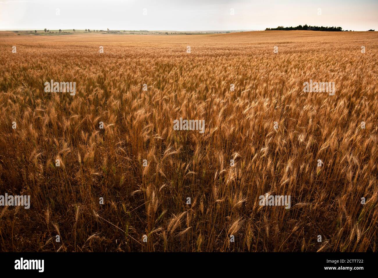 USA, South Dakota, Golden wheat field Stock Photo Alamy