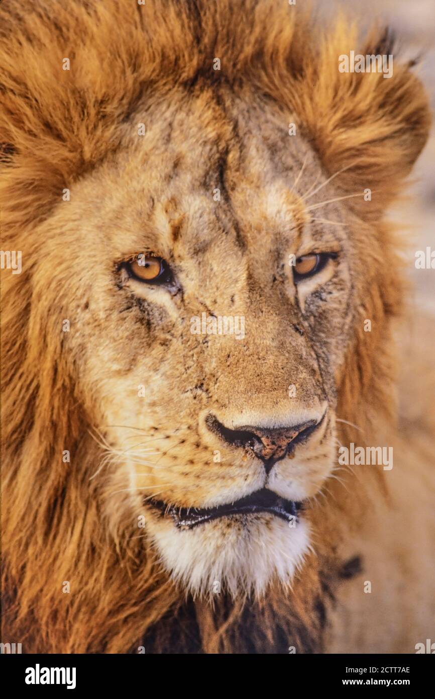 Africa, Tanzania, Head of male African Lion (Panthera leo) Stock Photo