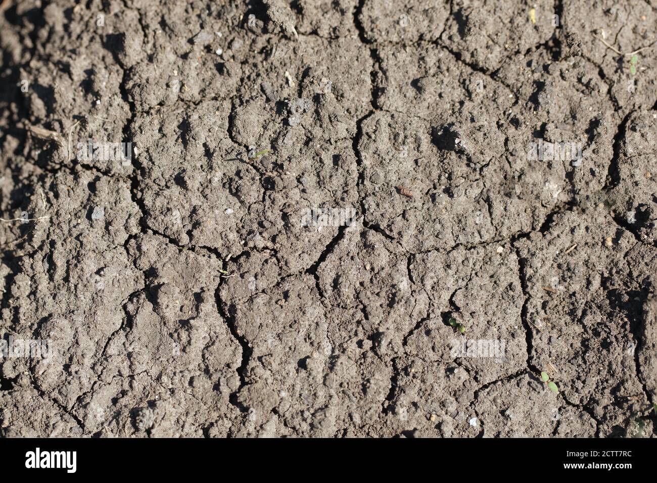 Dried cracked soil ground earth texture background. Stock Photo