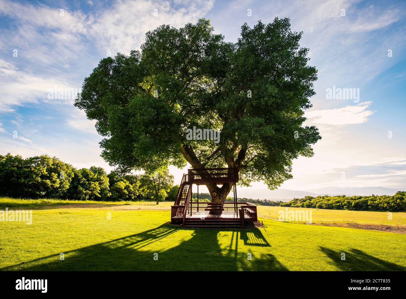 USA, Utah, Salem, Big tree with wooden tree house Stock Photo